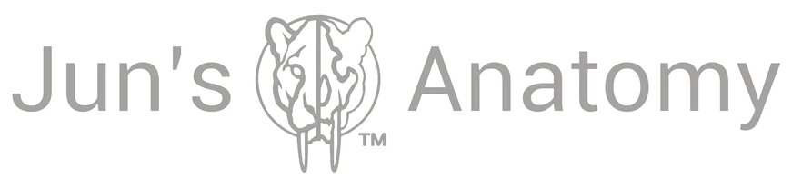 Juns Anatomy Logo