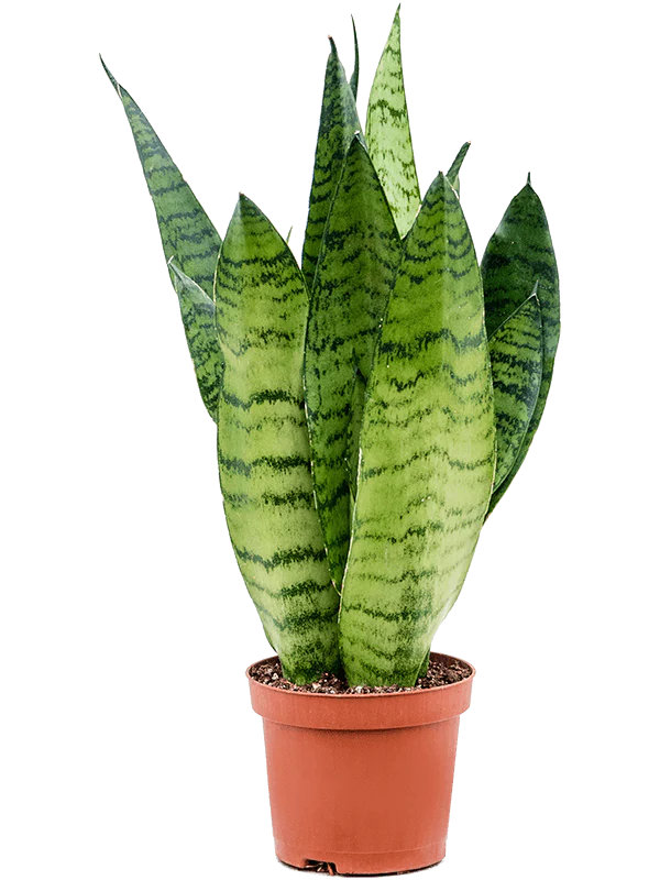 A snake plant in a pot, standing out against a clean white background. The perfect indoor plant companion.